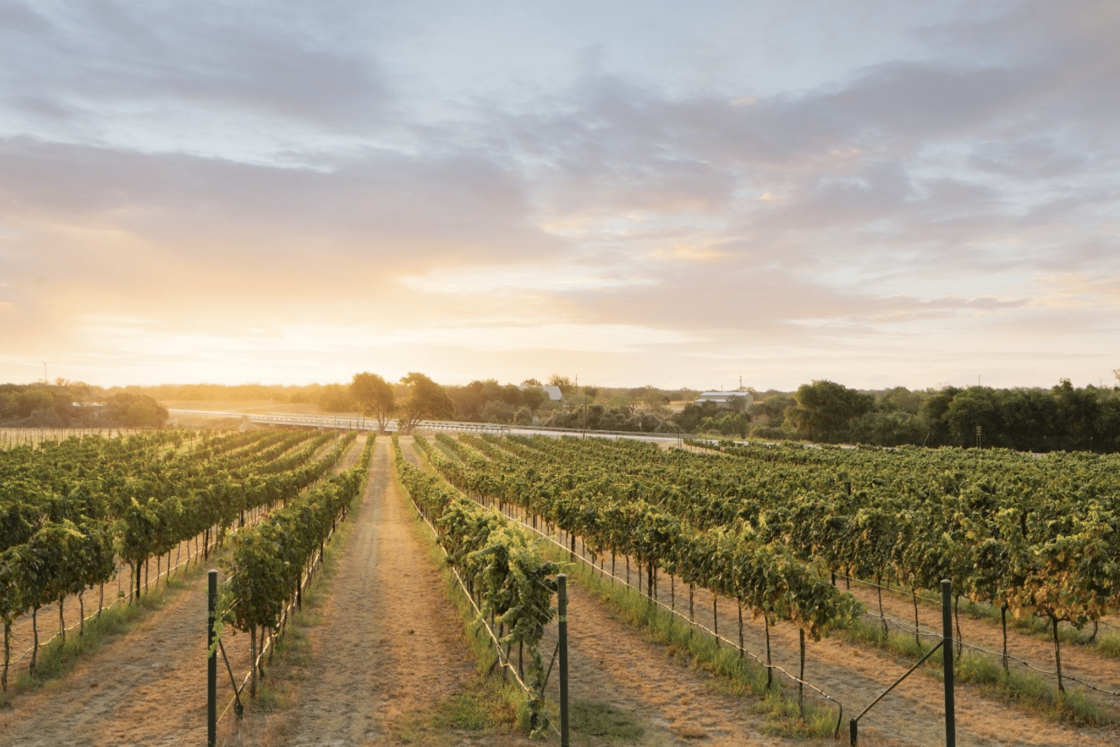 Kerrville Texas Vineyard